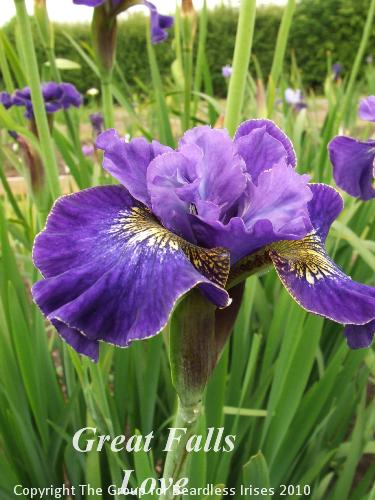 sib Great Falls Love (1)